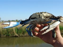 Blauwezwemkrab tweede maasvlakte