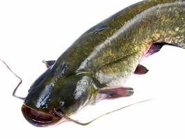 bullhead