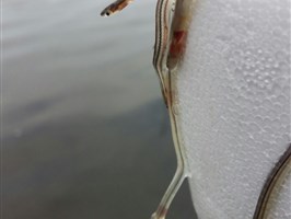 IMG-20170407-WA0004